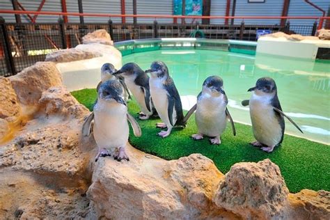 Penguin Island and Caversham Wildlife Park Day Trip From Perth 2024