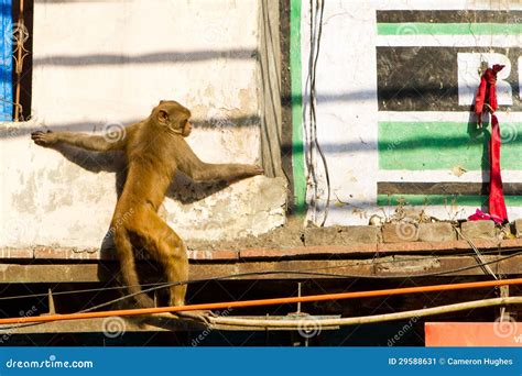 Monkey on Building in Delhi, India Stock Image - Image of chimp, wild ...