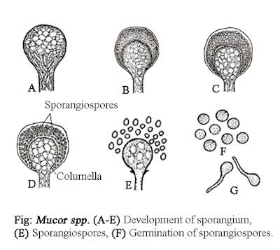 MUCOR - CLASSIFICATION, VEGETATIVE STRUCTURE, REPRODUCTION