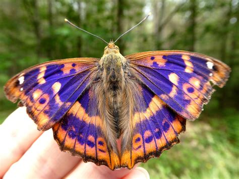 Lesser Purple Emperor Butterfly