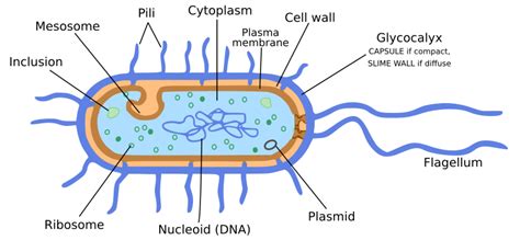 Bacteria- Microorganisms : Friend and foe Class 8 NCERT Notes – CBSE Class Notes Online ...