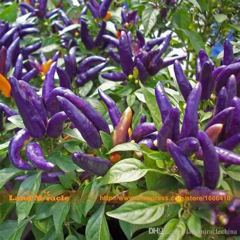 Hot Chili Purple Pod Pepper Seeds, 100 Seeds/Pack, Thailand Capsicum Annuum Vegetable Ornamental ...