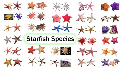 Starfish Species / Fun List of Sea Stars / Leo & Lia Story TV - YouTube