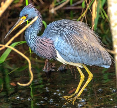 0I7A0877-2.jpg | Shark Valley..bird Paradise W of Miami...Tr… | Flickr