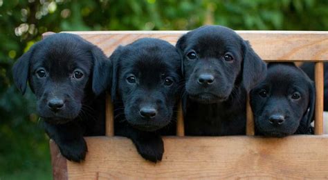 Black Lab - Your Guide To The Black Labrador Retriever - The Labrador Site