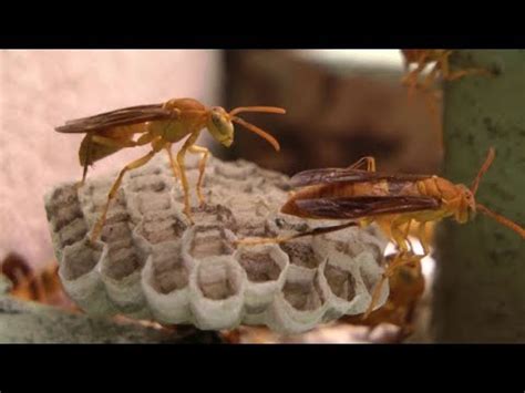 Paper Wasps making nest and Life cycle - YouTube
