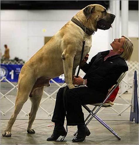 Dogzilas: The Biggest Dogs on Earth