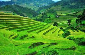 Agriculture - Maya Civilzation