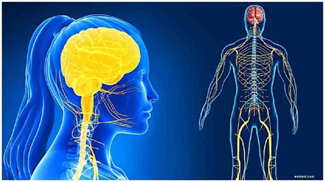 COVID-19 affects the nervous system of an infected individual, reports new study