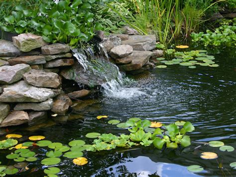 Keeping Your Pond Water Crystal Clear - Greenland Garden Centre