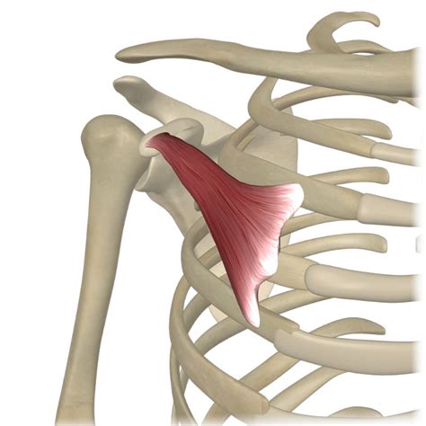 The Pectoralis Minor Muscle, Its Attachments And Actions - Yoganatomy