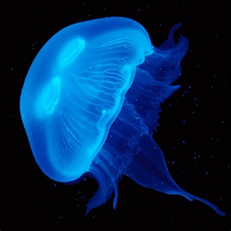 Medium Moon Jellyfish | Buy Pet Moon Jellyfish Online | UK Jellyfish