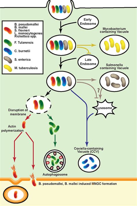 Salmonella Life Cycle Diagram