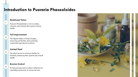 Pueraria Phaseoloides Benefits Uses And Cultivation Tips PPT Example ST ...