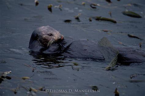 Pacific Tide — Sea Otter by Thomas D. Mangelsen