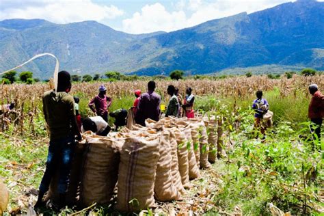 Lack of Start-up Capital Derailing Food Production in Western Kenya