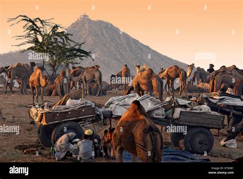 Pushkar Mela ; Rajasthan ; India Stock Photo - Alamy