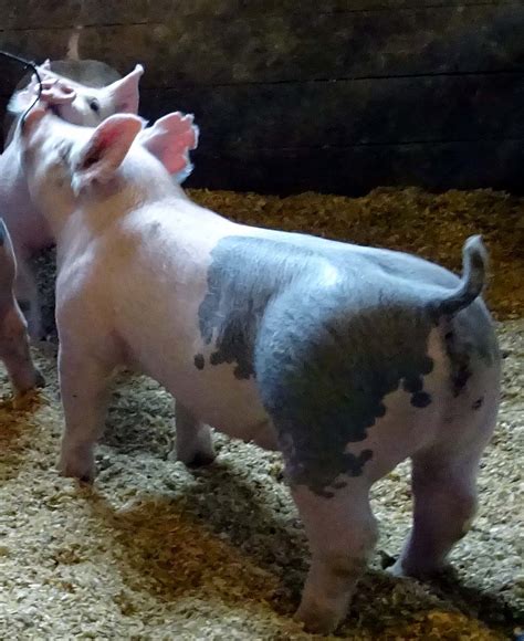 Show Pigs for Sale – January, 2015 | Land of Promise Farms