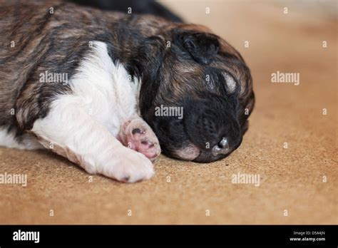 Sleeping newborn puppy Stock Photo - Alamy