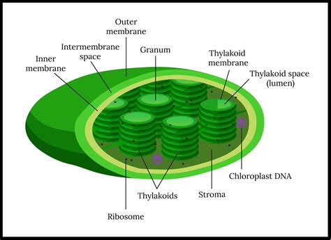 Chloroplast In Plant Cell