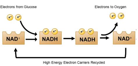 What is the role of NAD^+ in cellular respiration?It is a nucleotide ATP synthesis. It functions ...