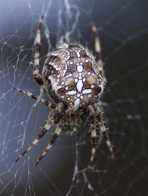 very common and widespread orb weaver species - PEST CONTROL CANADA