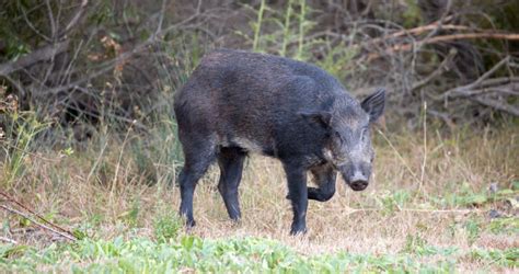 Considerations for the Perfect Feral Pig Gun – Gunpowder Magazine