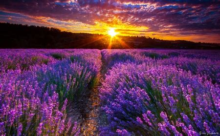 Lavender Field at Sunset - Fields & Nature Background Wallpapers on ...