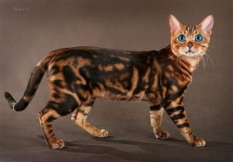 Image - Likeable-blue-eyed-bengal-kitten-also-bengal-cat-with-blue-eyes ...