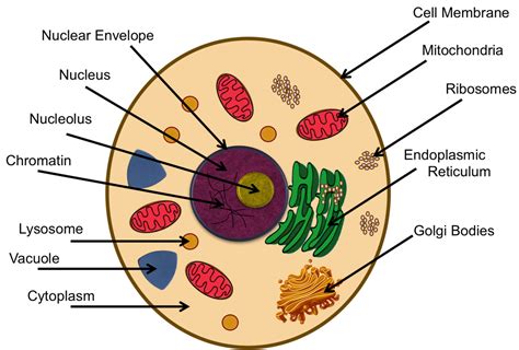 Cell Analogy Project on emaze