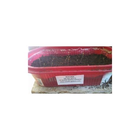 Burning Bush Seeds (Kochia Trichophylla) - Price €1.50