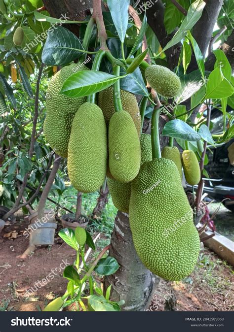 Pohon Nangka English Known Jackfruit Artocarpus库存照片2041585868 ...