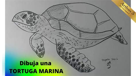 ¿Como dibujar una TORTUGA MARINA ? | How to draw a SEA TURTLE? - YouTube