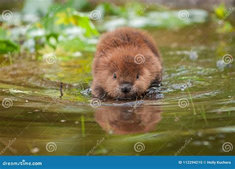 North American Beaver Castor Canadensis Reflected Stock Photo - Image ...