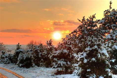 Sunset in winter forest stock image. Image of evergreen - 3651591