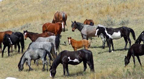 Geography of Wild Horses in the United States - Geography Realm