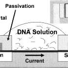 Side view drawing of a field-effect device with DNA solution on the... | Download Scientific Diagram