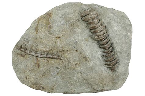 Archimedes Screw Bryozoan Fossils - Illinois (#240551) For Sale - FossilEra.com