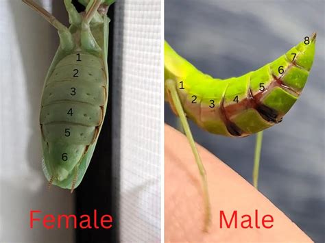 Praying Mantis Gender: How to Identify Male or Female