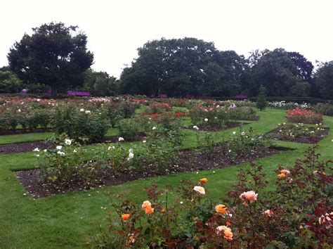 Happy Muslim Mama: Visit to Greenwich - Greenwich Park Rose Garden