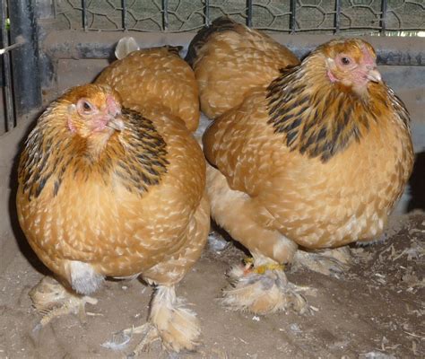 Bantam Buff Brahma rooster and 4 hens from show winning lines~ Local pick-up in California