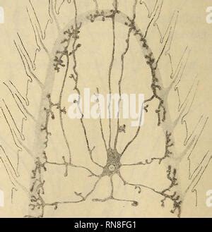 Astacus anatomy 1 Stock Photo - Alamy