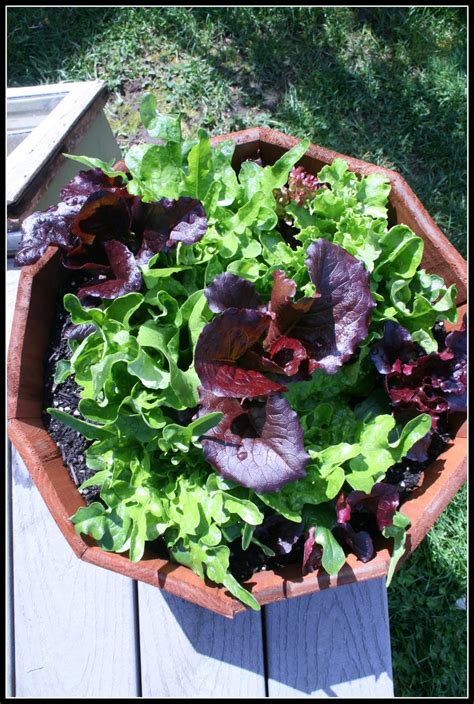 harvesting lettuce Archive - Desperate Gardener