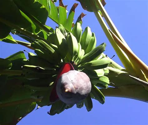 banana-palm-tree-musa-650x550b | Florida Palm Trees