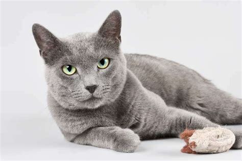 Gato Azul Ruso: Todo sobre esta raza gris y única | FeelCats