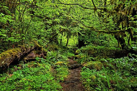 Hoh Rainforest Photograph by Explorer Imagery - Fine Art America