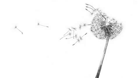 Black And White Dandelion Drawing at PaintingValley.com | Explore collection of Black And White ...