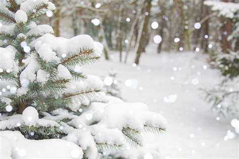 Tips for Caring for Evergreen Trees During the Winter | Timberland Tree ...