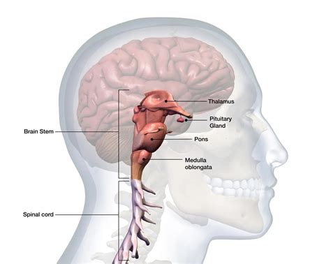 Brainstem Stroke - Cause, Symptoms, Treatment, Exercise