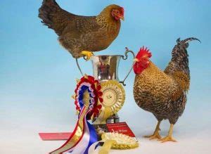 Welbar Chicken Breed: A Comprehensive Guide - Thank Chickens